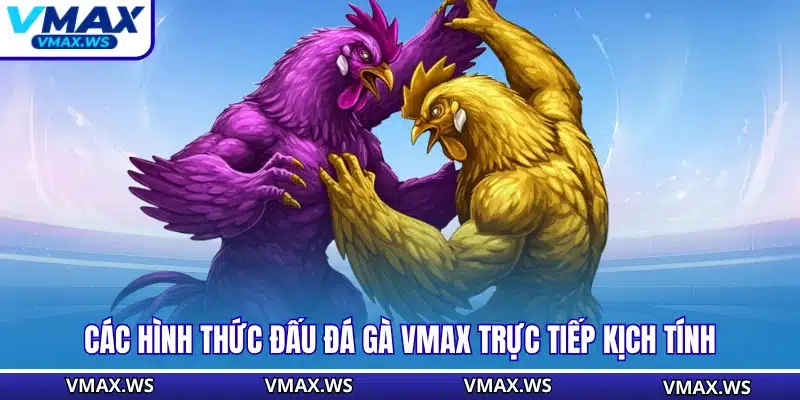 Các hình thức đấu đá gà VMAX trực tiếp kịch tính