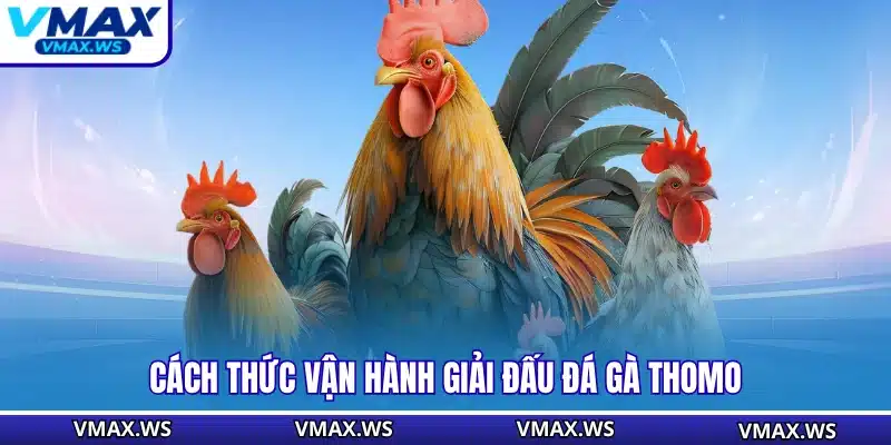 Cách thức vận hành giải đấu đá gà Thomo