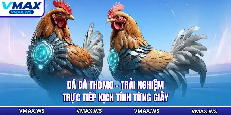 Đá Gà Thomo - Trải Nghiệm Trực Tiếp Kịch Tính Từng Giây