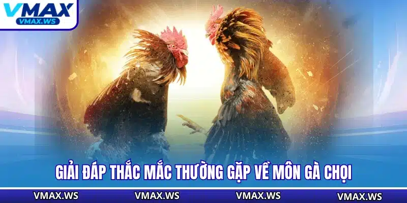 Giải đáp thắc mắc thường gặp về môn gà chọi